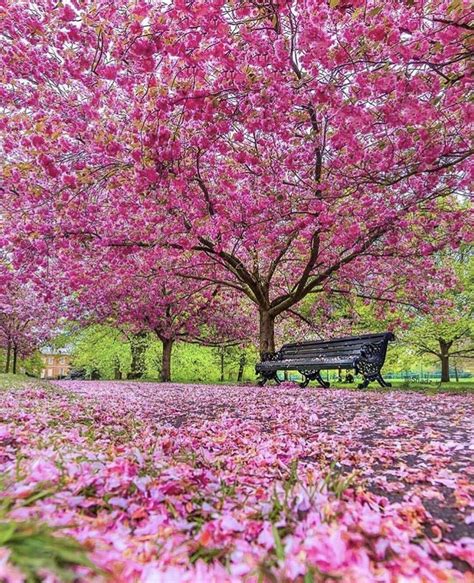 Beautiful Cherry Blossom Greenwich Park London Beautiful Gardens