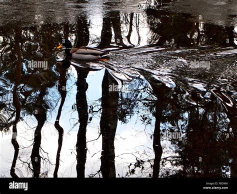 Reflection Of Tree Trunks In Puddle Stock Photo Alamy