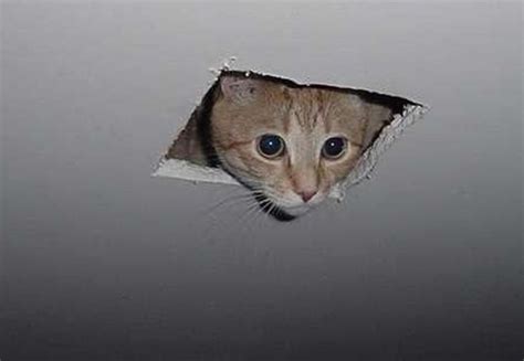 Ceiling Cat High-Res Blank Template - Imgflip