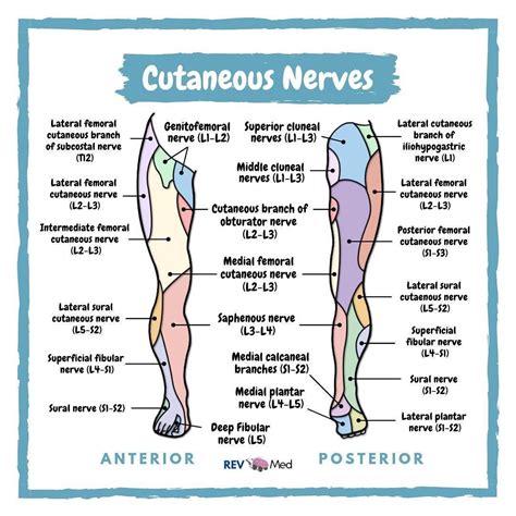 Lower Extremity Dermatomes And Myotomes