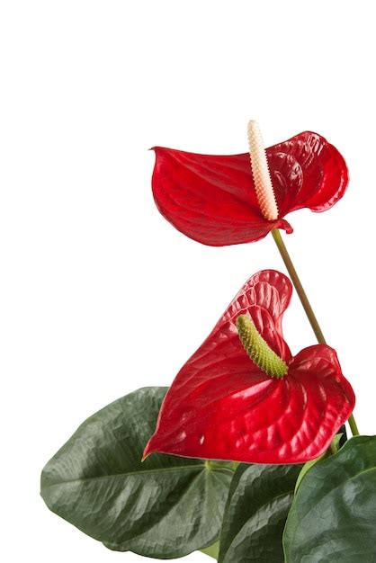 Premium Photo Red Anthurium Flowers Isolated On White