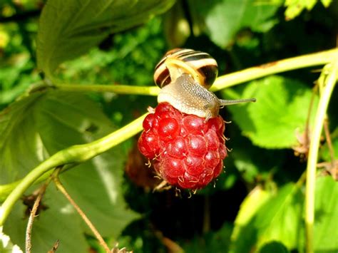 Snail Garden Shell Free Photo On Pixabay