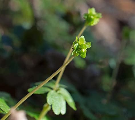 Adoxa moschatellina – Nature Database