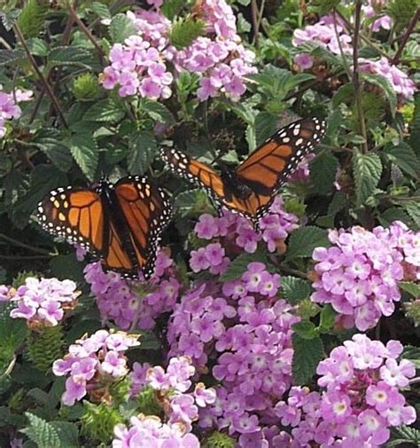 Lantana Montevidensis