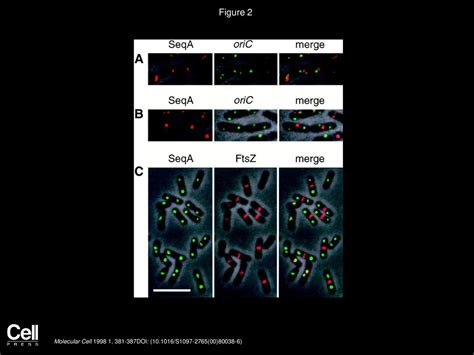 Cell Cycle Dependent Duplication And Bidirectional Migration Of Seqa