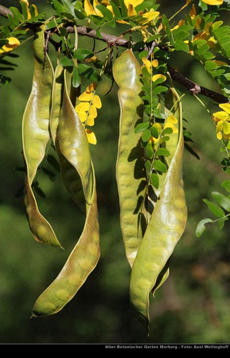 Lederhülsenbaum Gleditsia triacanthos im Alten Botanischen Garten Marburg