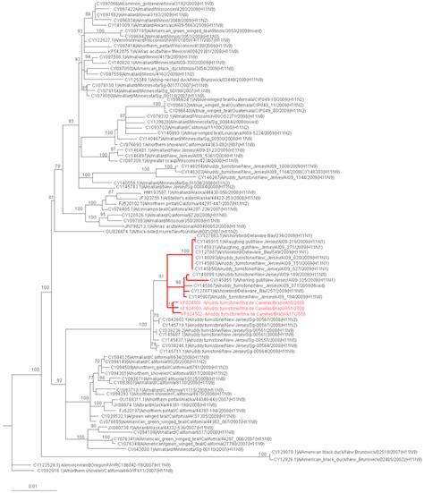 Phylogenetic Analysis Of The Hemagglutinin Gene Of The Influenza A