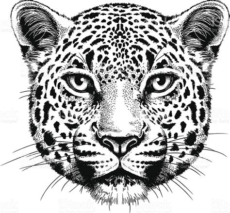 Leopard Face Drawing At Getdrawings Free Download