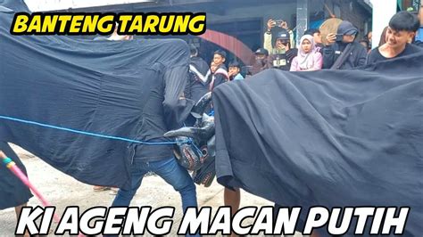 Banteng Tarung Ki Ageng Macan Putih Sukorejo Pacet Maret Youtube