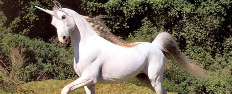 Unicornio leyenda significado y mucho más del místico caballo