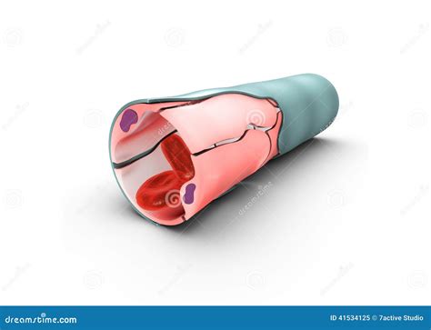 Capillaries Stock Illustration - Image: 41534125