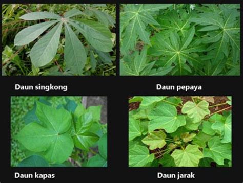 gambar jenis jenis daun  koleksi gambar