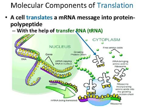 Chapter 14 Gene Expression From Gene To Protein