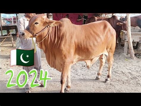 Cow Mandi Update Sahiwal Cholistani Bachre Ke Bachre Lahore