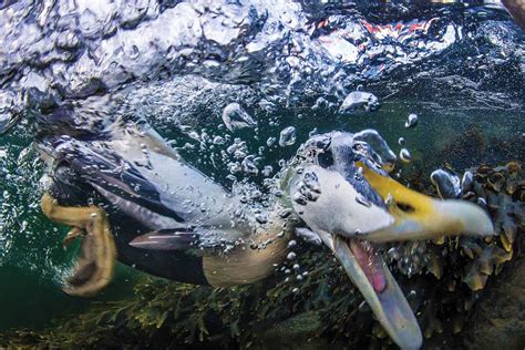 Eider duck caught diving beneath the Norwegian waves | New Scientist