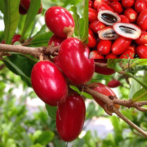 Berjaya Plant Nursery - Pokok Ajaib/Miracle Berry(Pokok Buah Hidup/Buah