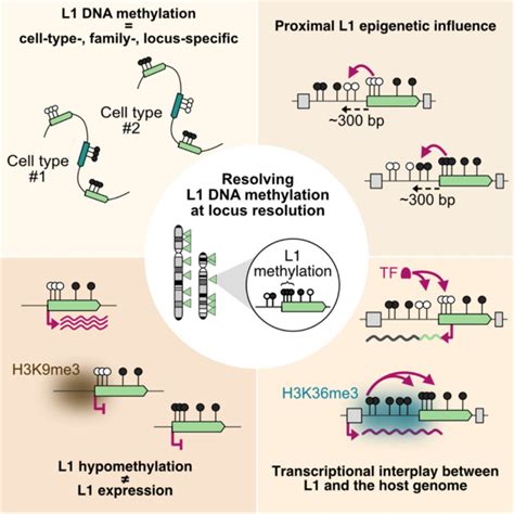 Comprehensive Locus Specific L Dna Methylation Profiling Reveals The