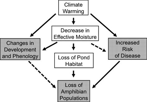 Climatic Change And Wetland Desiccation Cause Amphibian Decline In