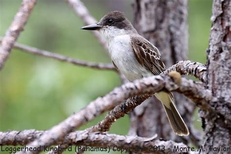 Loggerhead Kingbird