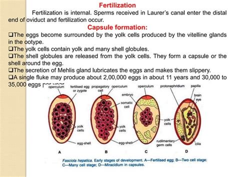 Life Cycle Of Fasciola Hepatica Trematods Ppt