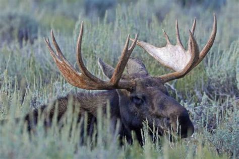 The Complete Grand Teton Wildlife Viewing Guide | Park Ranger John