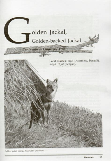 PDF Golden Jackal Canis Aureus Linnaeus 1758 Occurrrence In