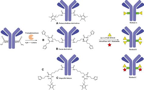 Site Specific Antibody Conjugations Using Bacterial Transglutaminase And The Diels Alder