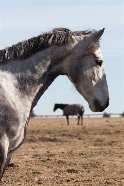 Gray Flannel Horses The Smegma Transplant Experiment