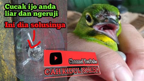 Tips Cucakijo CARA MENGATASI CUCAK IJO BAHAN LIAR NGERUJI INI DIA