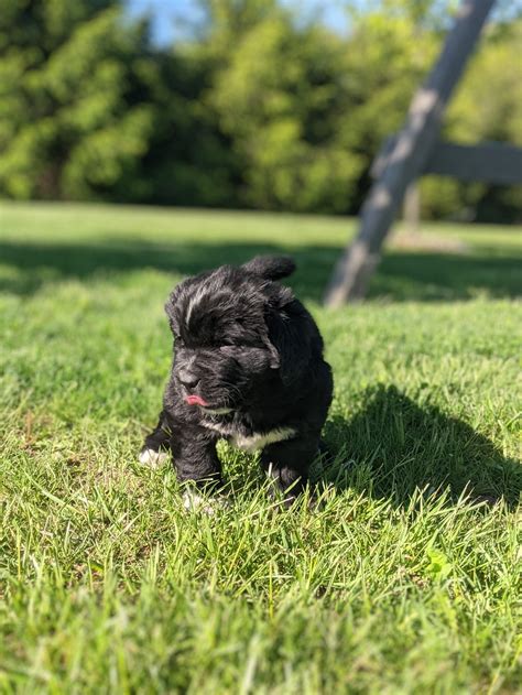 Samson – Wrinkles Rare Bulldogs