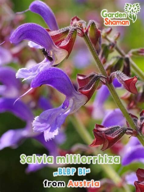 GardenShaman Eu Salvia Miltiorrhiza BLBP 01 GardenShaman Eu Your