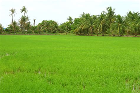 Tanaman Padi Hijau Yang Semarak Tumbuh Di Sawah Dengan Pohon Pisang Dan ...