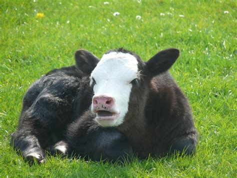 Raising Orphan Puppies: Cute Calf