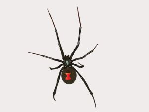 Common Native Colorado Spider Species - Mug-A-Bug