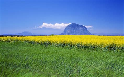 Yellow Flower Field Wallpapers Top Free Yellow Flower Field