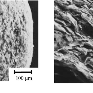 Scanning electron micrographs of the surface and cross-section of the ... 