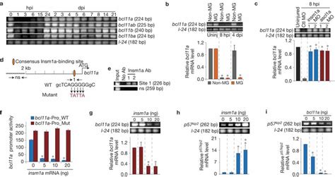 Insm A Stimulates P Kip Expression By Suppressing Bcl Gene