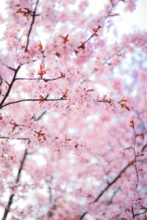 Pink Cherry Blossoms · Free Stock Photo