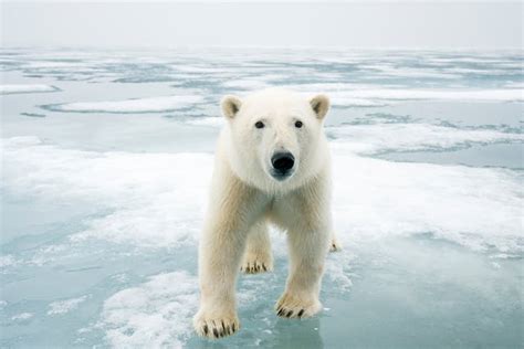 Polar bear - WWF Arctic