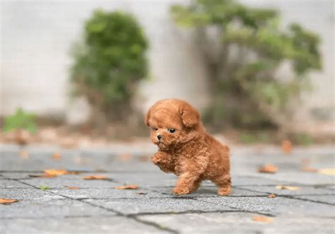 Teacup Puppies Poodles