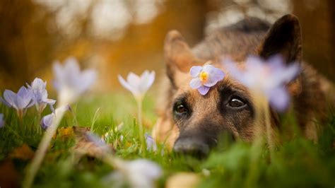 Красивые картинки цветы животные природа