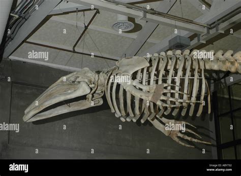 Gray whale skeleton Eschrichtius robustus came from a young whale that ...