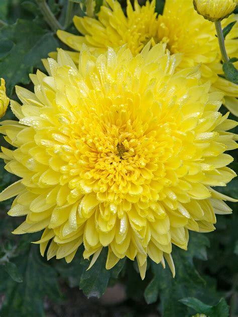 Chrysanthemum Brilliance Bluestone Perennials