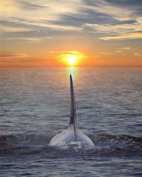 orca-sunset-marys-mark-photography-8 - WhatzViral