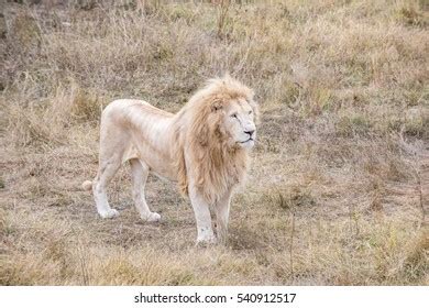 Rare White Lion Hunting African Savannah Stock Photo 540912517 ...