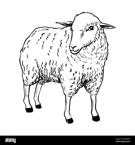 Hand Drawing Of Cartoon Sheep Sketch Design For Coloring Bookvector