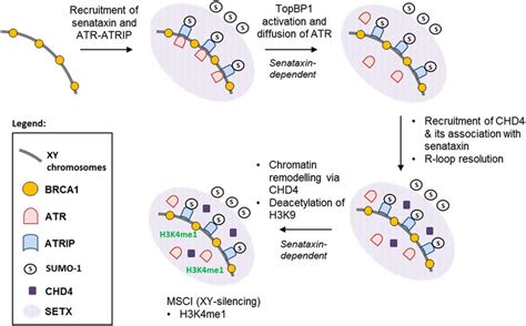 Integrated Role Of Senataxin In Meiotic Sex Chromosome Inactivation