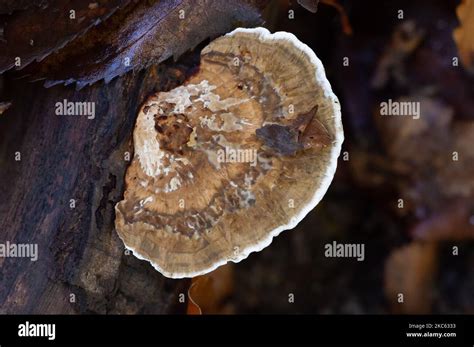 Penn Street Buckinghamshire Uk 4th November 2022 Turkeytail Fungi