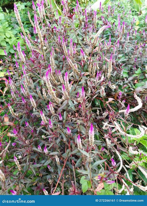 Photo Of Quail Grass Latin Plant Name Celosia Argentea Stock Image Image Of Celosia Branch