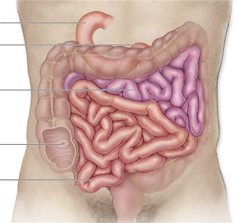 A P Ii Practical Ii Diagram Quizlet